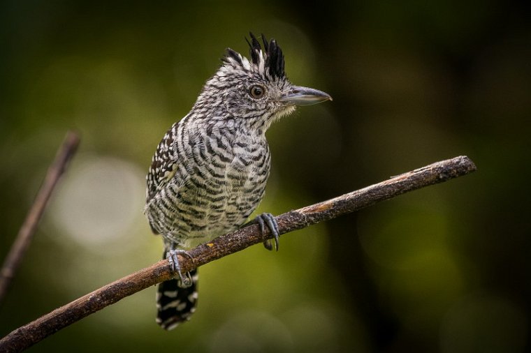 013 Tobago, gebandeerde mierklauwier.jpg